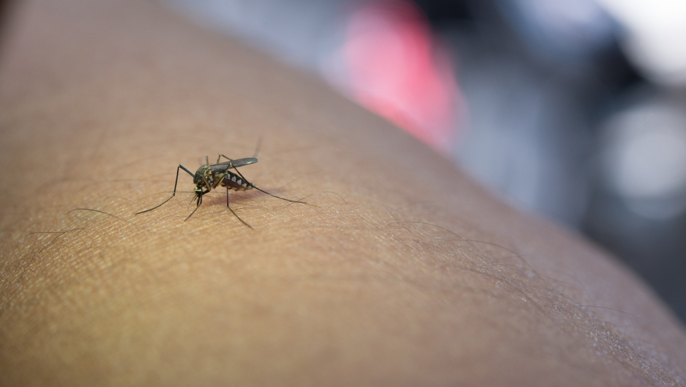 dengue medicine
